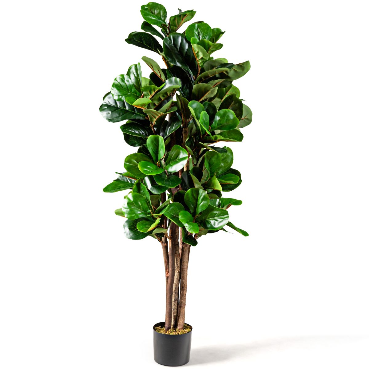 Botanic Collection Vioolblad Plant (Ficus Lyrata) 150 cm – 180 Bladeren