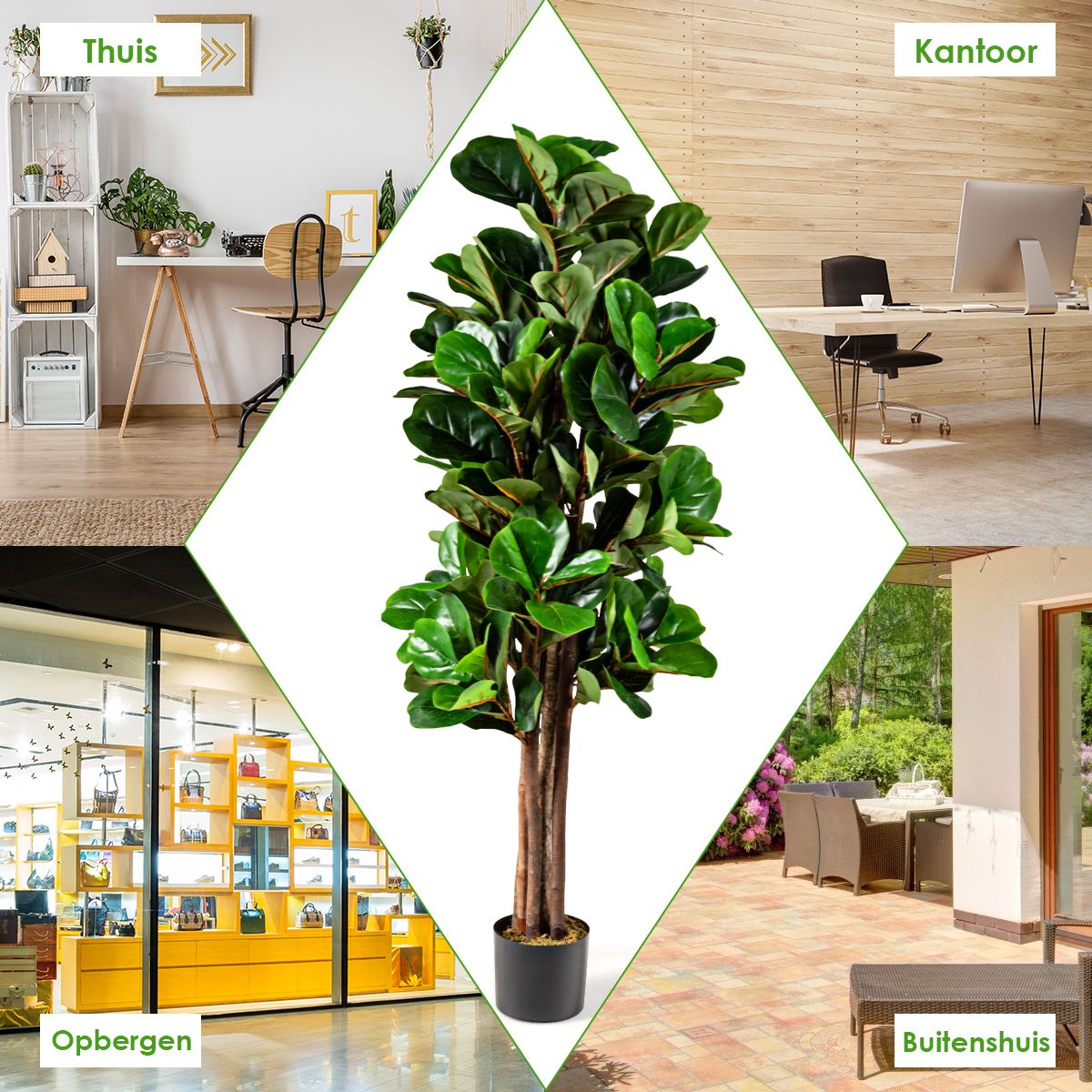 Botanic Collection Vioolblad Plant (Ficus Lyrata) 150 cm – 180 Bladeren - Afbeelding 6